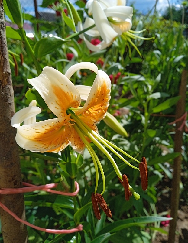 Лилия Леди Элис 